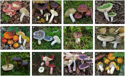Polysaccharides from Russula: a review on extraction, purification, and bioactivities